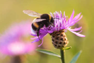 A bumble bee with its face in a pink flower